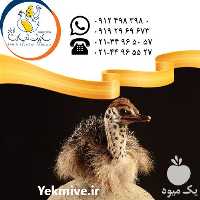 آگهی مشابه فروش جوجه شترمرغ سابین تجارت در تهران در گروه مرغ و خروس و بوقلمون و اردک قو قاز در یکمیوه