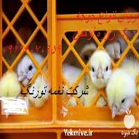 فروش جوجه یک روزه لوهمن در تهران در گروه مرغ و خروس و بوقلمون و اردک قو قاز در یکمیوه