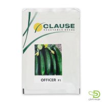 فروش بذر خیار آفیسر کلوز در اصفهان در گروه خرید فروش عمده خیار - بوته درختی سبز مجلسی شوری خاردار چنبر اصفهان در یکمیوه