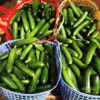 فروش بذر خیار تالیسیا در همدان در گروه خرید فروش عمده خیار - بوته درختی سبز مجلسی شوری خاردار چنبر اصفهان در یکمیوه