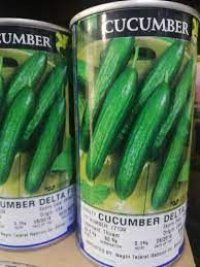 فروش بذر خیار دلتا در هرمز در گروه خرید فروش عمده خیار - بوته درختی سبز مجلسی شوری خاردار چنبر اصفهان در یکمیوه