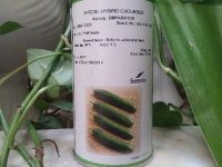 فروش بذر خیار رویال سمینس در رامسر در گروه خرید فروش عمده خیار - بوته درختی سبز مجلسی شوری خاردار چنبر اصفهان در یکمیوه