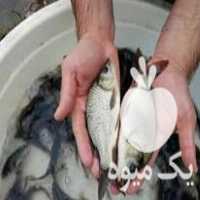 فروش بچه ماهی ارسال به سرتاسر ایران در اصفهان در گروه انواع ماهی - سالمون شیر کپور قرمز شوریده سفید گوپی مرکب در یکمیوه