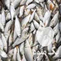 فروش عمده بچه ماهی و غذای ماهی  در کیاکلا در گروه انواع ماهی - سالمون شیر کپور قرمز شوریده سفید گوپی مرکب در یکمیوه