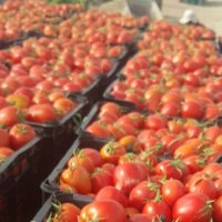 فروش بذر گوجه فرنگی آروا در سمنان در گروه خرید فروش عمده خیار - بوته درختی سبز مجلسی شوری خاردار چنبر اصفهان در یکمیوه