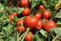 فروش بذر گوجه فرنگی تایفون در اردبیل در گروه خرید فروش عمده گوجه فرنگی - فرنگی سبز قرمز سیاه کبابی ربی در یکمیوه