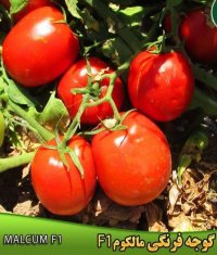 فروش بذر گوجه فرنگی مالکوم در شیراز در گروه خرید فروش عمده گوجه فرنگی - فرنگی سبز قرمز سیاه کبابی ربی در یکمیوه