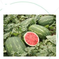 فروش بذر هندوانه استارپلاس در تهران در گروه خرید فروش عمده هندوانه - صادراتی گرد بیضی زرد قرمز در یکمیوه