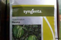 فروش بذر هندوانه باراکا در زنجان در گروه خرید فروش عمده هندوانه - صادراتی گرد بیضی زرد قرمز در یکمیوه