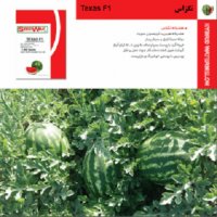 فروش بذر هندوانه تگزاس در مشهد در گروه خرید فروش عمده هندوانه - صادراتی گرد بیضی زرد قرمز در یکمیوه