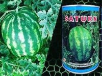 فروش بذر هندوانه ساتر میکادو در زنجان در گروه خرید فروش عمده هندوانه - صادراتی گرد بیضی زرد قرمز در یکمیوه