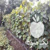 فروش نهالستان کیوی هایوارد و توسرخ در خلخال در گروه خرید فروش نهال - انواع گردو پسته بادام سلطانی انگور در یکمیوه