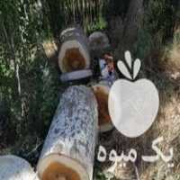 خریدار چوب چنار پالتی و ضایعاتی در بوکان در گروه خرید فروش عمده چوب- زغال چوب گردو تبریزی خام در یکمیوه