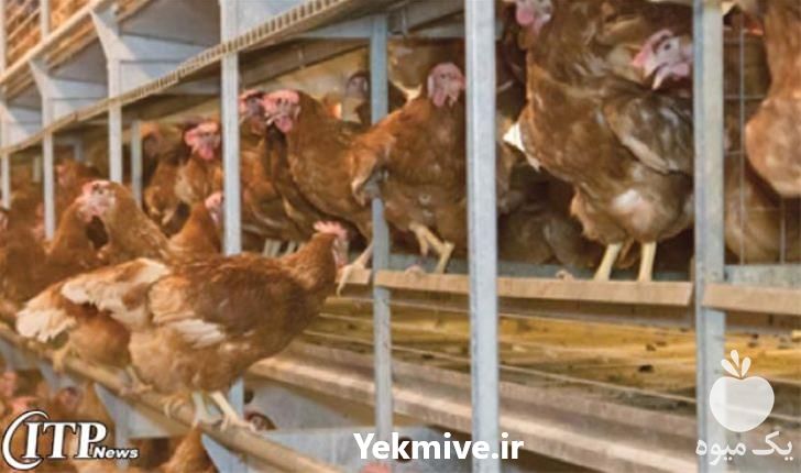 فروش پرورش مرغ بومی تخم گذار در تهران در گروه مرغ و خروس و بوقلمون و اردک قو قاز در یکمیوه -عکس1