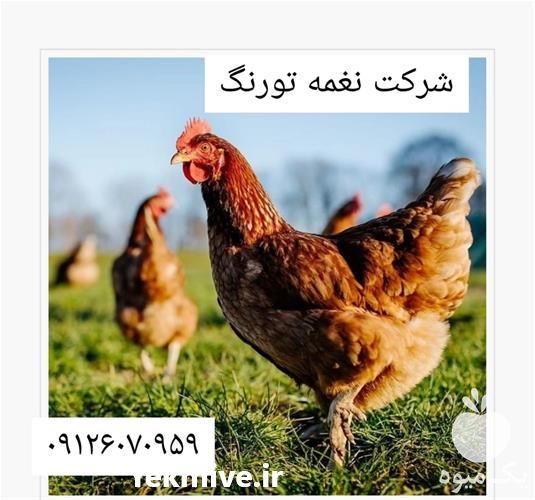 فروش انواع مرغ گلپایگان در تهران در گروه مرغ و خروس و بوقلمون و اردک قو قاز در یکمیوه -عکس1
