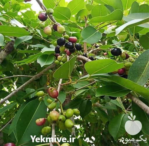 فروش نهال میوه کمیاب در زنجان در گروه خرید فروش نهال - انواع گردو پسته بادام سلطانی انگور در یکمیوه -عکس1