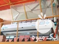 فروش سورتینگ بادام زمینی در آستانه اشرفیه در گروه بادام - درختی کوهی زمینی فروش عمده در یکمیوه -عکس1