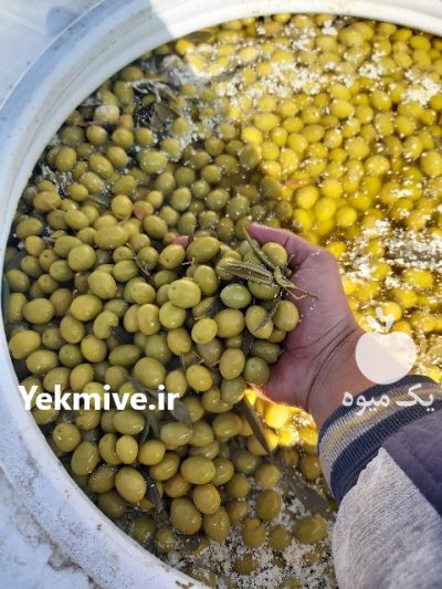 آگهی مشابه فروش عمده زيتون طارم در رودبار در گروه خرید فروش عمده زیتون - سبز سیاه بندری پاکستانی طارم در یکمیوه