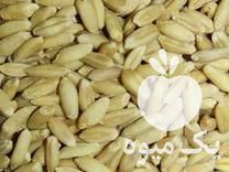 فروش گندم دیم بوجاری در رزن  در گروه خرید فروش عمده گندم و جو - بلغور شیرازی فروش عمده محصول کشاورزی در یکمیوه -عکس1