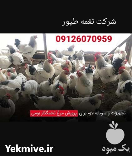 فروش تجهیزات پرورش مرغ تخم گذار بومی در تهران در گروه تجهیزات دام و طیور - خرید فروش نو دسته دوم در یکمیوه -عکس1