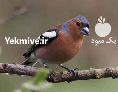 جوجه بلبل خمسه خریدارم در تهران در گروه حیوانات خانگی - خرید و فروش در یکمیوه -عکس1