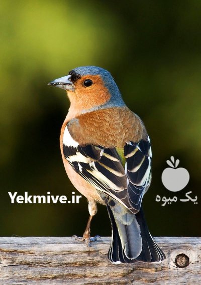 جوجه بلبل خمسه خریدارم در تهران در گروه حیوانات خانگی - خرید و فروش در یکمیوه -عکس2
