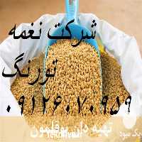 فروش دان بوقلمون و شترمرغ در تهران در گروه مرغ و خروس و بوقلمون و اردک قو قاز در یکمیوه