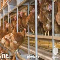 فروش پرورش مرغ بومی تخم گذار در تهران در گروه مرغ و خروس و بوقلمون و اردک قو قاز در یکمیوه