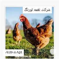 فروش انواع مرغ گلپایگان در تهران در گروه مرغ و خروس و بوقلمون و اردک قو قاز در یکمیوه
