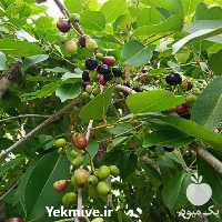 فروش نهال میوه کمیاب در زنجان
