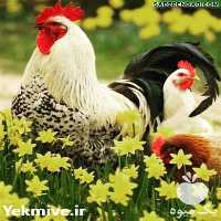 فروش جوجه یک ماهه تخم گذار محلی اصل در تهران در گروه مرغ و خروس و بوقلمون و اردک قو قاز در یکمیوه