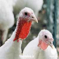 فروش انواع جوجه بوقلمون بیوتی 6 فوق سنگین در تهران در گروه مرغ و خروس و بوقلمون و اردک قو قاز در یکمیوه