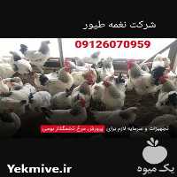 فروش تجهیزات پرورش مرغ تخم گذار بومی در تهران در گروه تجهیزات دام و طیور - خرید فروش نو دسته دوم در یکمیوه