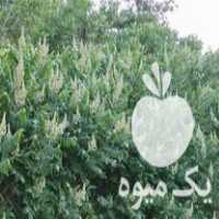 فروش نهال سماق در سردشت در گروه خرید فروش نهال - انواع گردو پسته بادام سلطانی انگور در یکمیوه