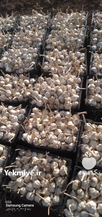 سیر خشک درجه 1 انباری در بیدستان در گروه خرید فروش عمده سیر - تازه خام ترشی خشک صادراتی در یکمیوه