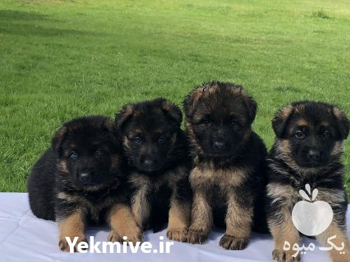فروش توله جرمن شپرد در کرج در گروه سگ و گربه _ نگهبان هاسکی ژرمن دوبرمن سرابی در یکمیوه -عکس1
