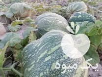 فروش کدو دامی یا خوارک دام در شیراز در گروه خرید فروش عمده کدو تنبل - حلوایی سبز سفید نارنجی در یکمیوه -عکس1
