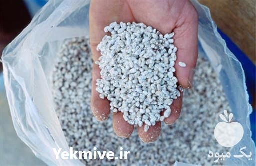فروش بذر قارچ در اصفهان در گروه خرید فروش بذر - انواع محصول کشاورزی گوجه کتان میوه درخت در یکمیوه -عکس1