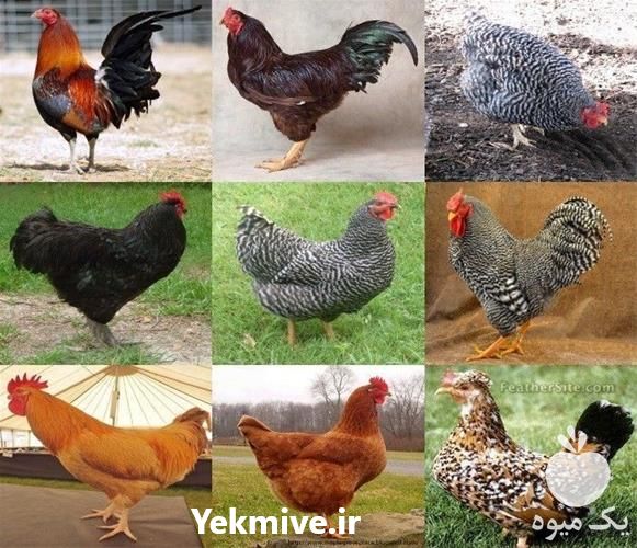 فروش پرورش مرغ بومی تخمگذار در تهران در گروه مرغ و خروس و بوقلمون و اردک قو قاز در یکمیوه -عکس1