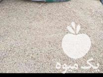 فروش جو آبی جلگه در توره در گروه خرید فروش عمده گندم و جو - بلغور شیرازی فروش عمده محصول کشاورزی در یکمیوه -عکس1