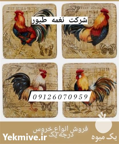 فروش خروس درجه یک در تهران در گروه مرغ و خروس و بوقلمون و اردک قو قاز در یکمیوه -عکس1