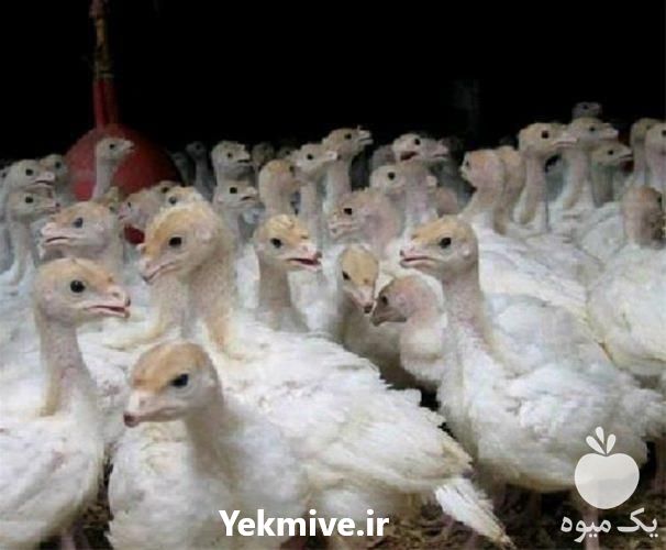 فروش قیمت جوجه بوقلمون یک ماهه در تهران در گروه مرغ و خروس و بوقلمون و اردک قو قاز در یکمیوه -عکس1