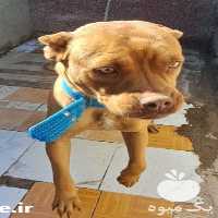 مرکز فروش توله و بالغ سگ گارد و نگهبان پیت بول در تبریز در گروه سگ و گربه _ نگهبان هاسکی ژرمن دوبرمن سرابی در یکمیوه