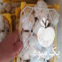 فروش سیر سبدی در همدان در گروه خرید فروش عمده سیر - تازه خام ترشی خشک صادراتی در یکمیوه