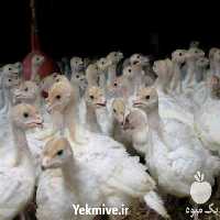 فروش قیمت جوجه بوقلمون یک ماهه در تهران در گروه مرغ و خروس و بوقلمون و اردک قو قاز در یکمیوه