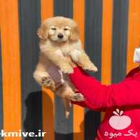آگهی مشابه فروش سگ گلدن رتریور سگ خانگی در کرج در گروه سگ و گربه _ نگهبان هاسکی ژرمن دوبرمن سرابی در یکمیوه