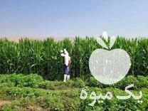فروش ذرت علوفه چاپر در مسجدسلیمان در گروه خوراک دام و طیور - پرواری شیری علوفه یونجه در یکمیوه -عکس1
