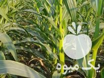 فروش ذرت چاپر 15 هکتار در رامهرمز در گروه خوراک دام و طیور - پرواری شیری علوفه یونجه در یکمیوه -عکس1