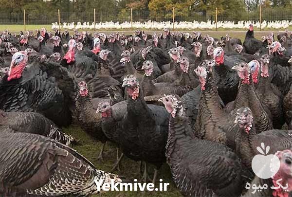 فروش جوجه بوقلمون برنز 1 روزه در تهران در گروه مرغ و خروس و بوقلمون و اردک قو قاز در یکمیوه -عکس1