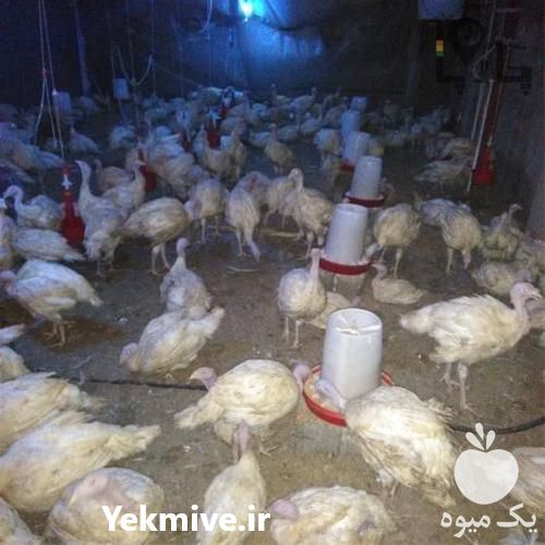 فروش جوجه بوقلمون بیوتی در تهران در گروه مرغ و خروس و بوقلمون و اردک قو قاز در یکمیوه -عکس1